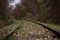 Grassed railway in the forest