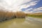 Grasses in a Beaver Pond