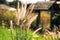 Grasses blowing in wind on  motion blur yellow field  background .farmland background for holiday