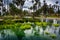 Grasses and a bridge over Echo Park Lake