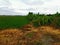 Grasses burn down by post emergence herbicide