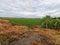 Grasses burn down by post emergence herbicide