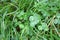 Grasses and clover with a four-petalled lucky clover on a green meadow in october autumn