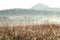 Grasses in country field