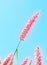 Grasses flower. Poaceae or Gramineae