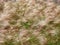 Grasses Flowing Movement Texture Background