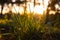 Grasses in focus at sunset. Nature background photo. Carbon neutrality concept