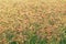 Grasses in the grassland moved by the wind