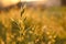 Grasses grow against the light on a meadow in summer. Wildflowers on a sunset. Spikes grass in the backlight at sunset.