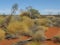 Grasses growing on the red earth