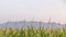 Grasses with mountain and sky in the background