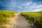 Grasses and path over sand dunes at Race Point, in the Province