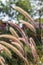 Grasses on the roadside