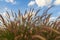 Grasses on the roadside