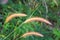 Grasses on the roadside