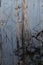 Grasses on a shallow calm water with reflection on the surface