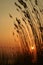 Grasses silhouetted at sunset