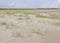 Grasses on the spacious beach of a Wadden island