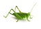 Grasshopper