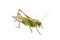 Grasshopper