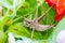 A grasshopper amongst geranium leaves.