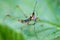 Grasshopper antena