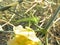 Grasshopper attracted by yellow flower with blurry background