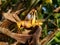 Grasshopper on banana leaf