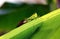 Grasshopper on banana tree leaf