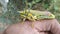 Grasshopper Beautiful Closeup Macro Capture