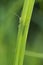 Grasshopper behind a blade of grass