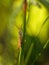 Grasshopper on a blade of grass in spring