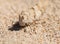 GRASSHOPPER blends IN THE SAND