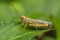 Grasshopper, Caelifera, Thane, Maharashtra, India