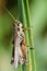 Grasshopper Clinging to a Blade of Grass