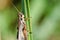 Grasshopper Clinging to a Blade of Grass