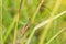 Grasshopper clinging to a blade of grass closeup