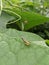 a grasshopper clinging to a leaf