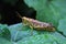 Grasshopper Cloaked in Raindrops on Leaf Caelifera