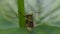 Grasshopper close up video, Green grasshopper perched on a plant
