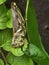 Grasshopper closeup eating leaf on planter