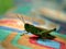 Grasshopper on coloured texture