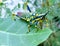 Grasshopper Colourful Asian eating