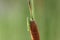 Grasshopper on the common cattail
