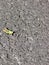 Grasshopper Common,Grasshopper on tarmac road space left for text copy writing