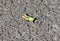 Grasshopper Common,Grasshopper on tarmac road space left for text copy writing