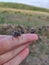 Grasshopper common on human hand