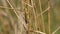 Grasshopper crawling on a blade of grass