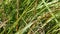 Grasshopper crawling on a blade of grass