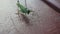 Grasshopper crawling on the floor